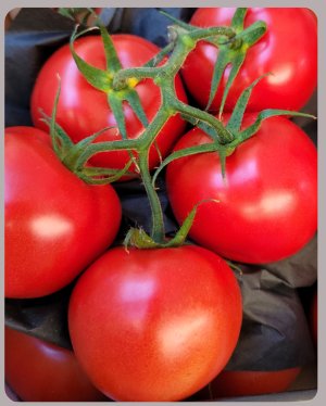 Tomatos